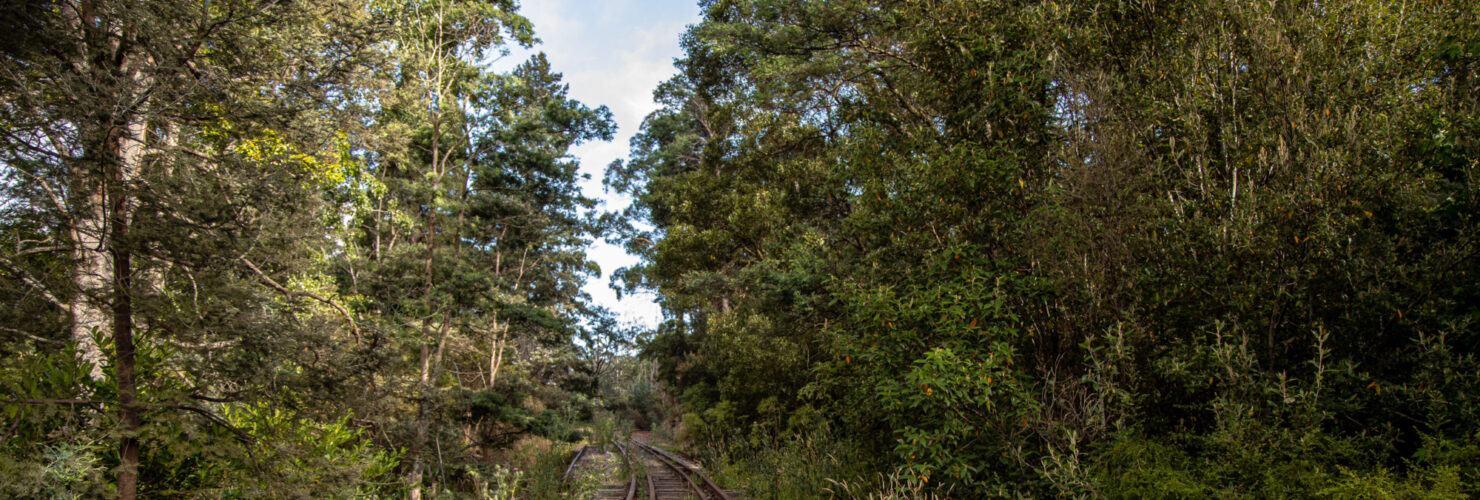 Image TAS Track near Launceston Jan 2021 i Stock 1301446096